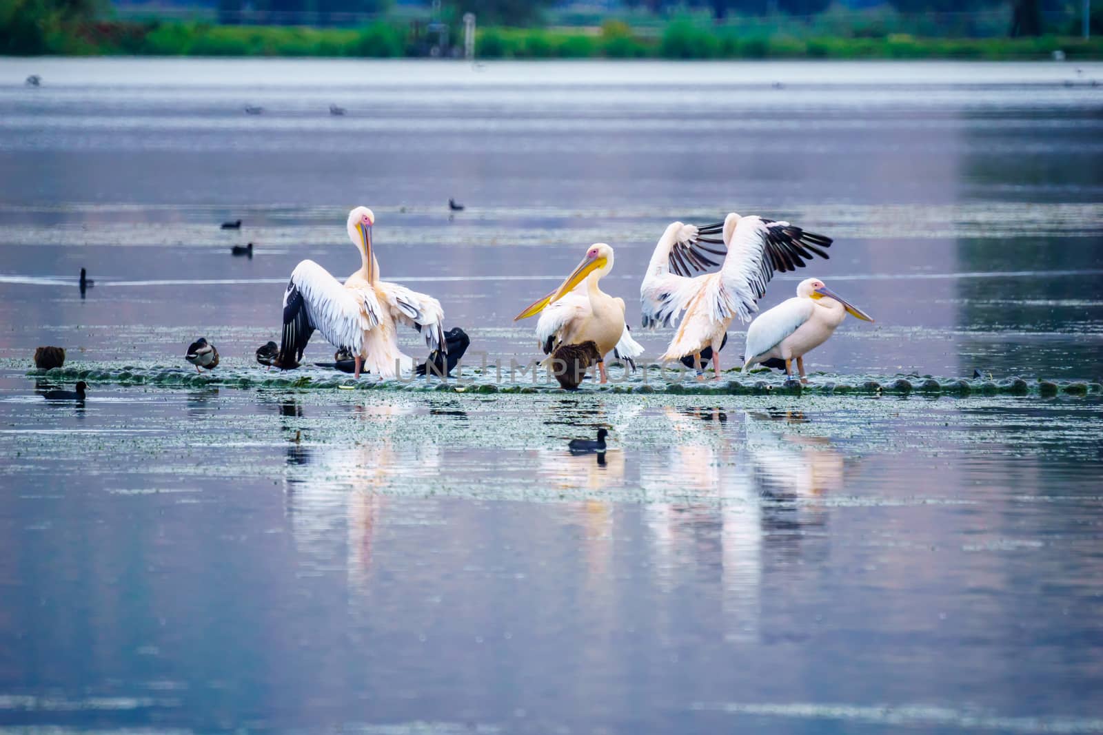 Pelicans, and other birds, in the Hula nature reserve by RnDmS