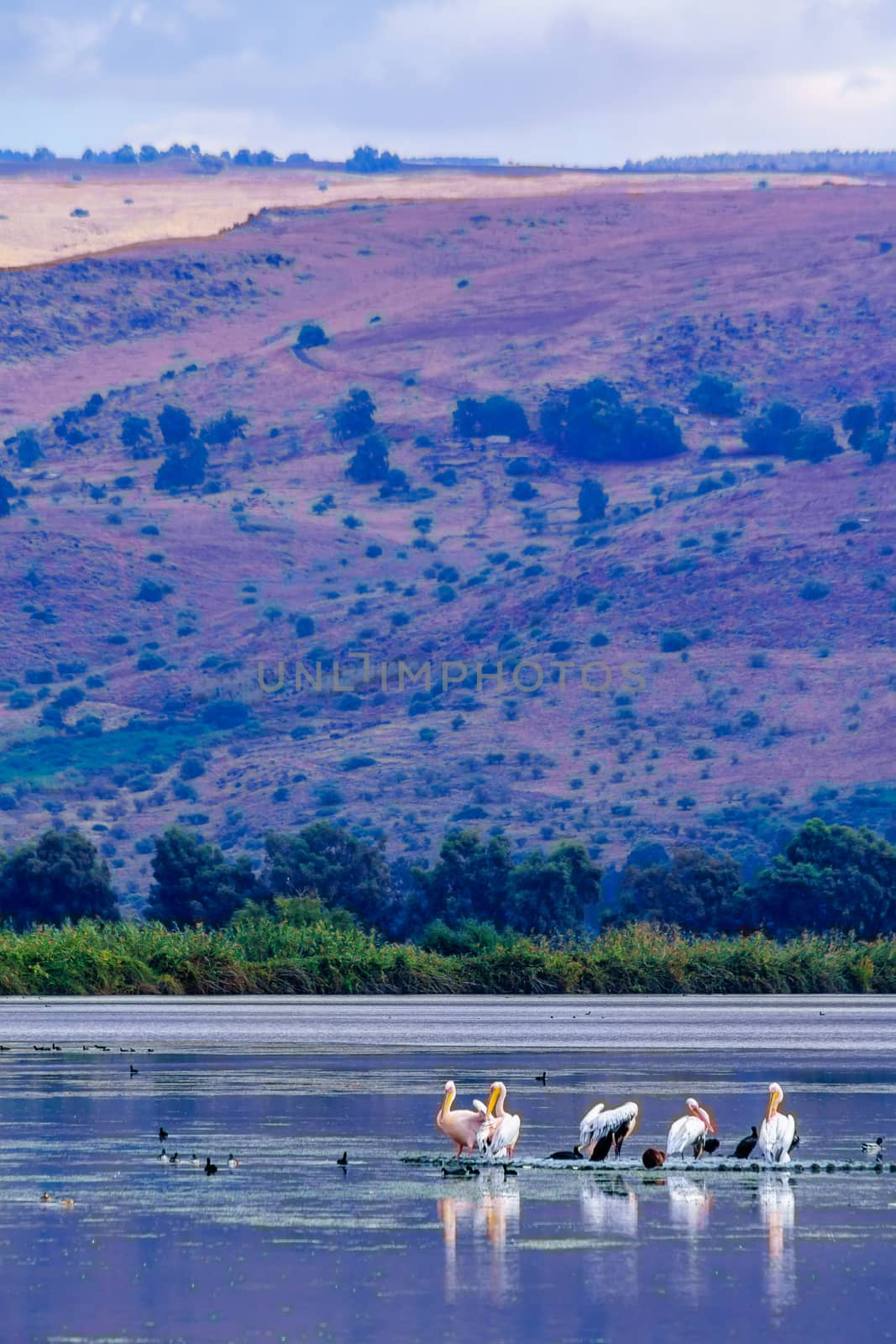View of Pelicans, and other birds, with wetland landscape, in the Hula nature reserve, northern Israel