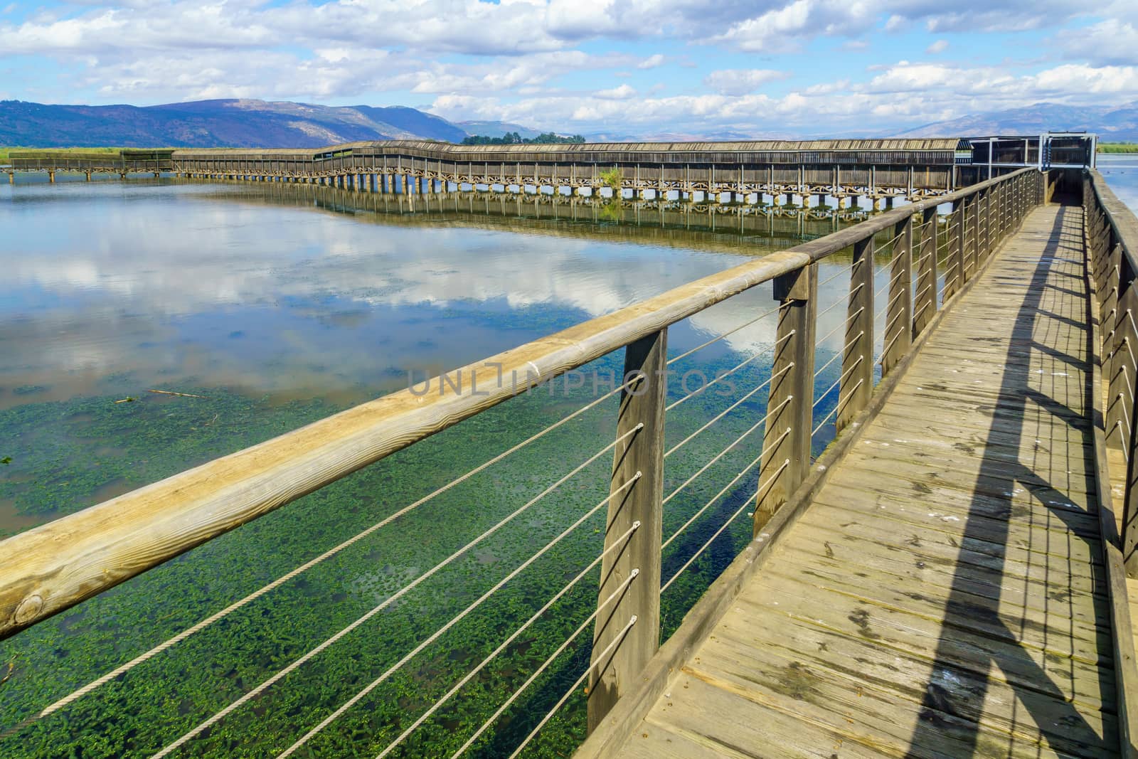 Floating bridge, with wetland landscape, in the Hula nature rese by RnDmS