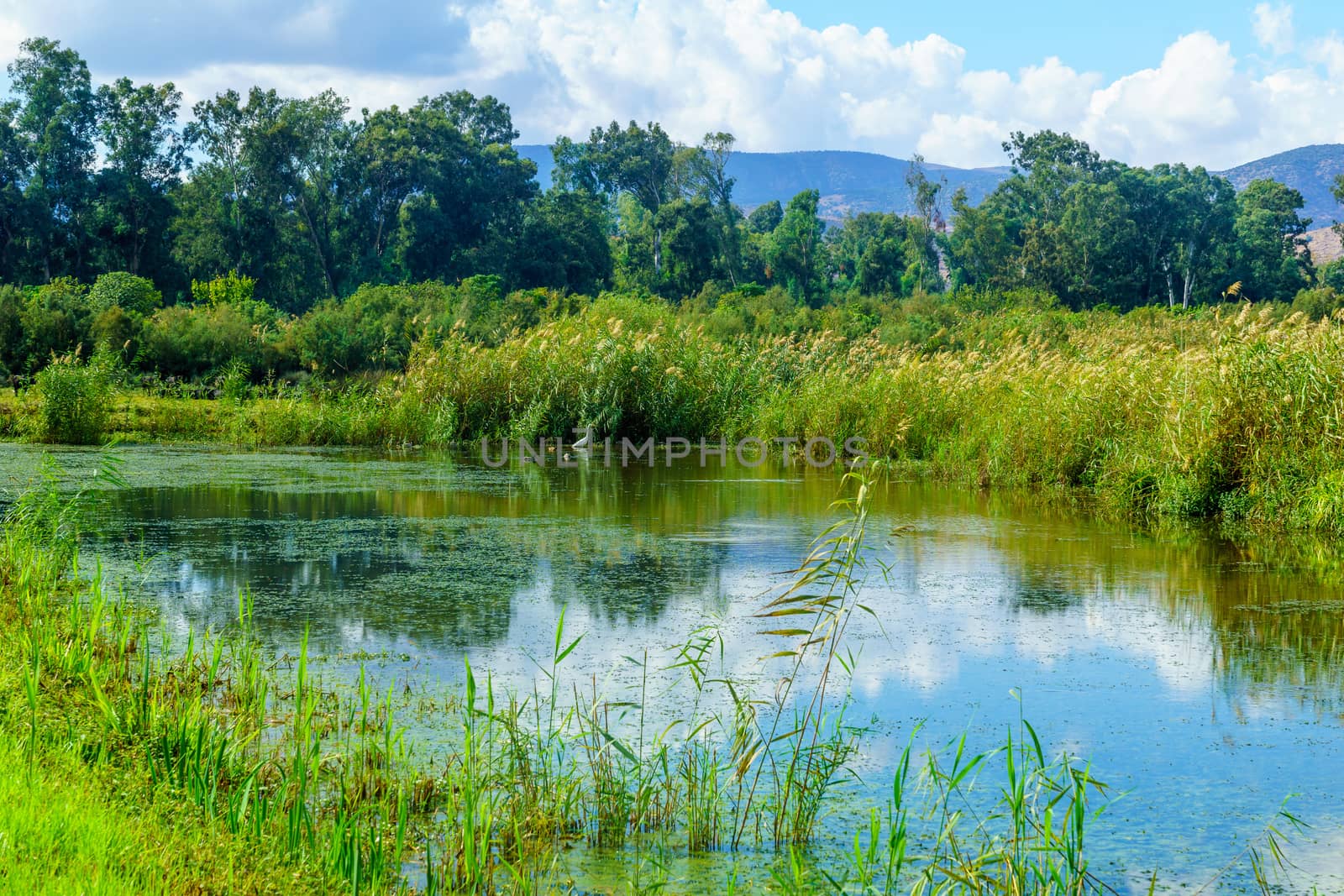 Wetland and Egret bird, in the Hula nature reserve by RnDmS