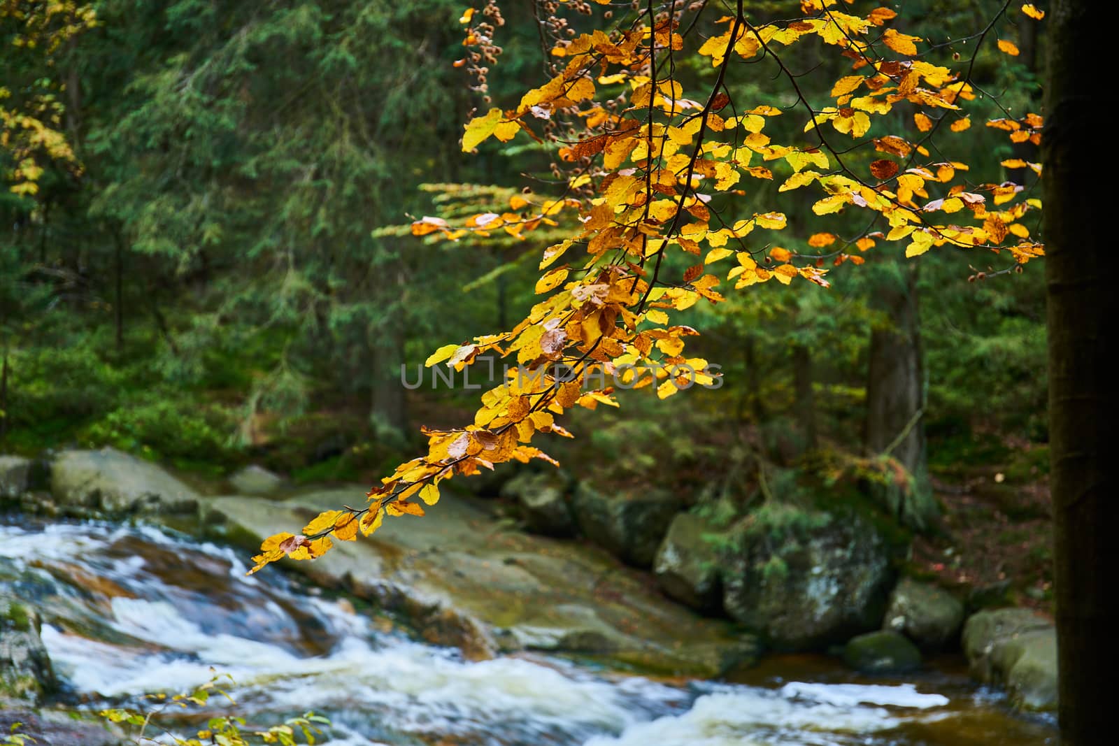Autumn at Mumlava river near Harrachov, Krkonose Mountains by Jindrich_Blecha