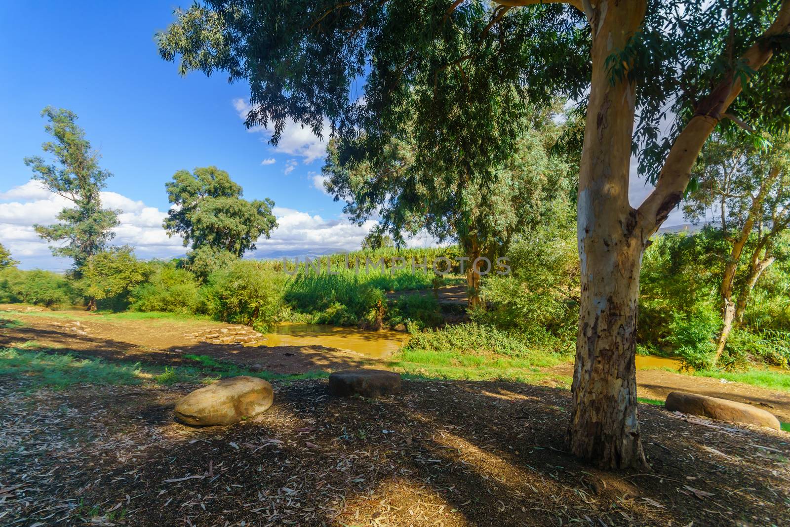 View of the Jordan River with Eucalyptus trees and other plants. Northern Israel