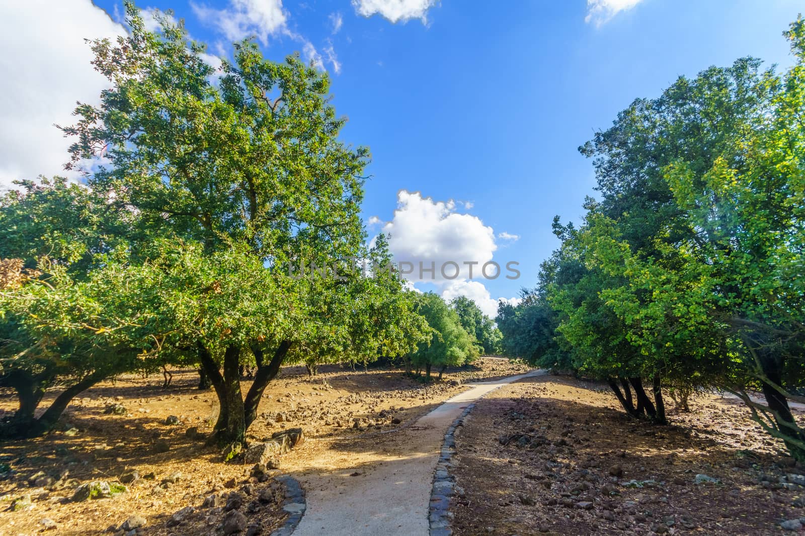 View of volcanic landscape and a footpath in the Golan Heights, Northern Israel