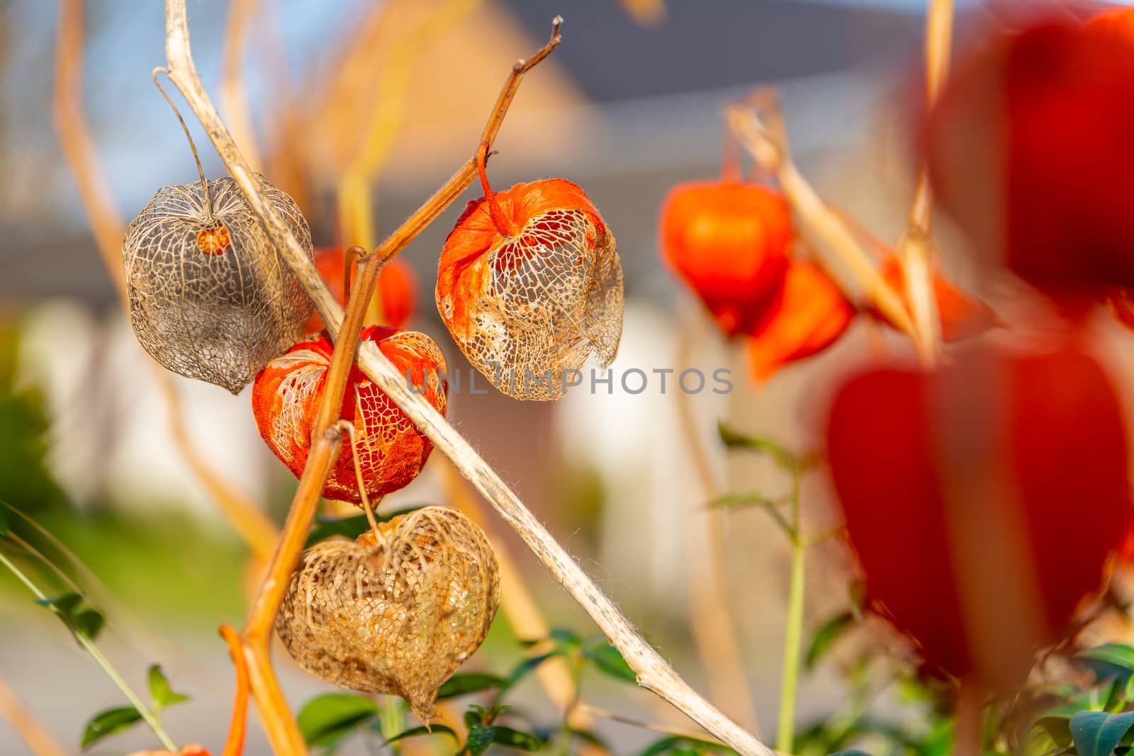 The orange lanterns fruiting calyces) of Physalis alkekengi or bladder cherry or chinese japanese lantern also calles winter cherry. Flowers plants.