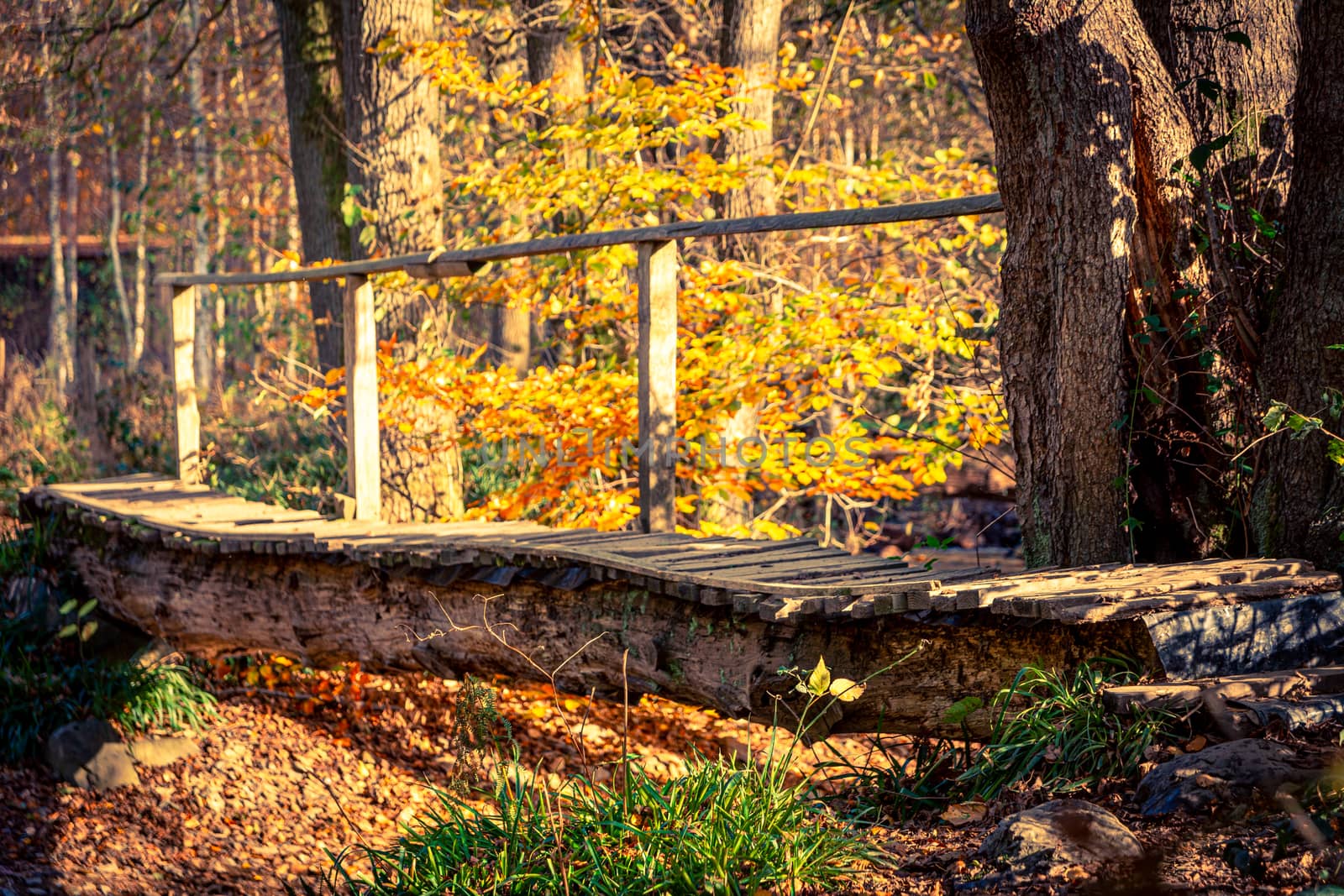Footbridge over a creek in the forest during autumn or fall