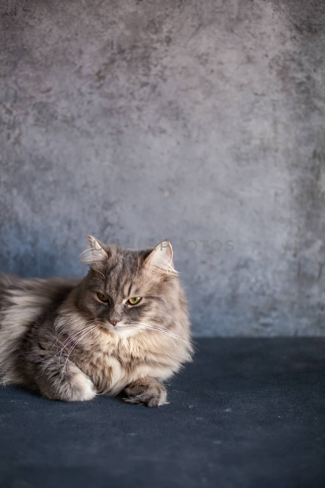 beautiful cute fluffy woolly shaggy striped gray domestic cat with yellow eyes sitting on dark background. Image for veterinary clinics, sites about cats. Selective focus. Space for text.