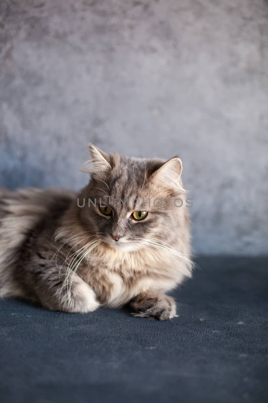 beautiful striped gray domestic cat with yellow eyes sitting on a dark background by polyats