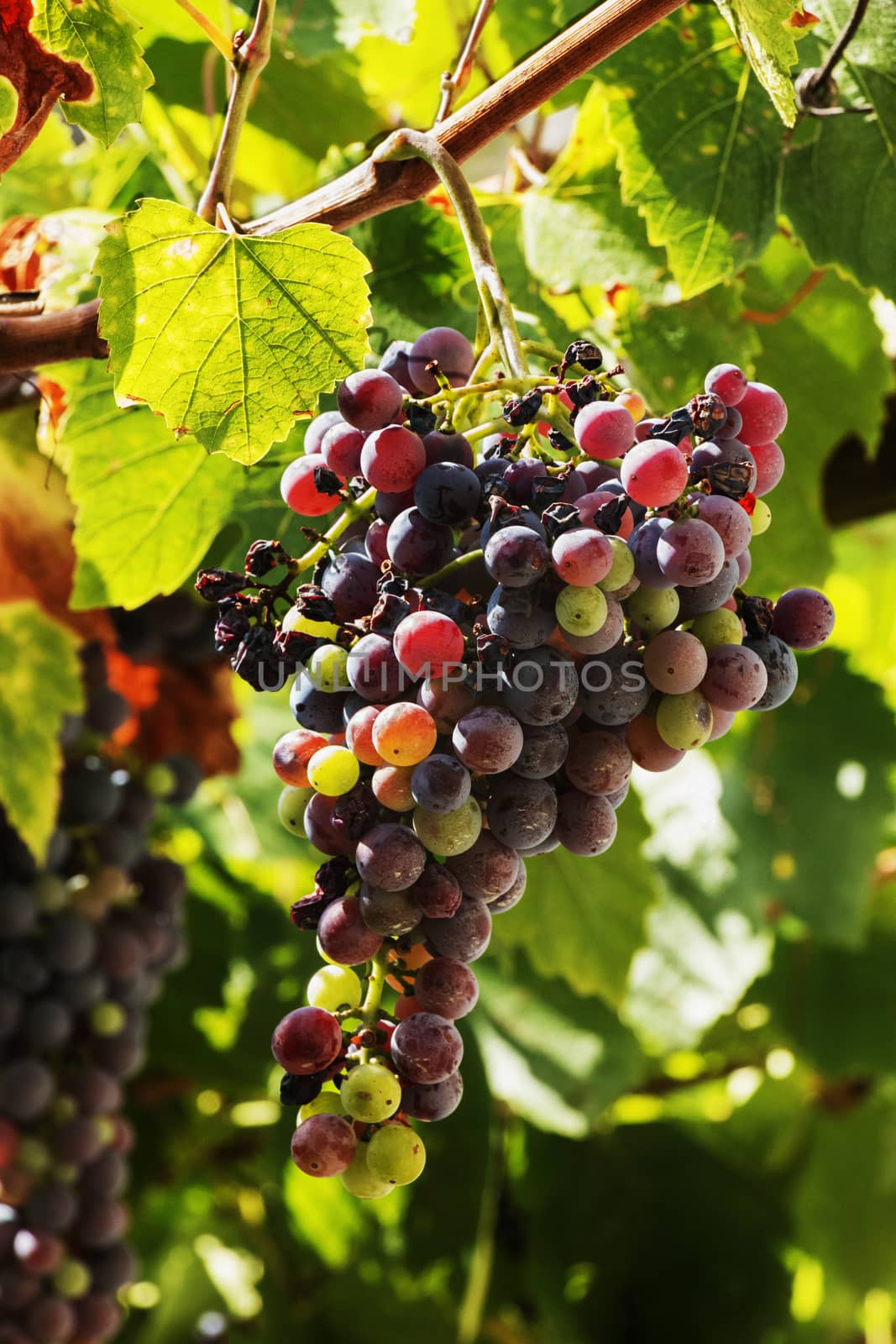 In the foreground  a bunch of grapes lighted by the sun in the Italian countryside, a ripe and colored fruit , high contrast ,vertical composition ,