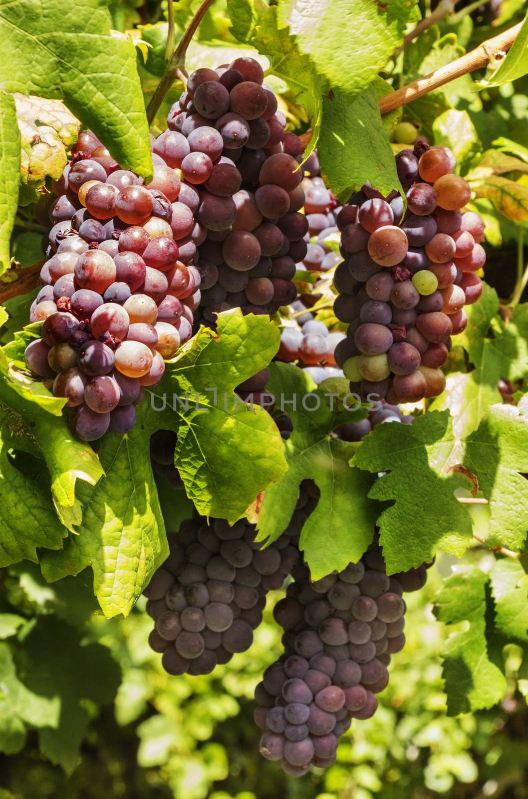 Fantastic bunches of black grapes  in an Italian  vineyard, high contrast , saturated colors ,vertical composition