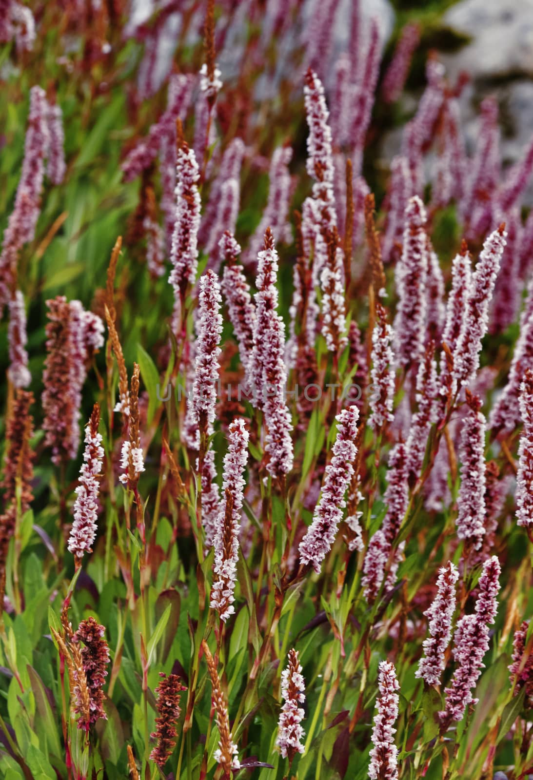 Beautiful and colored himalayan bistort flowers (poligonum affine -knotweed ) ,cylindrical spikes with many pale pink or rose-red flowers ,vertical composition