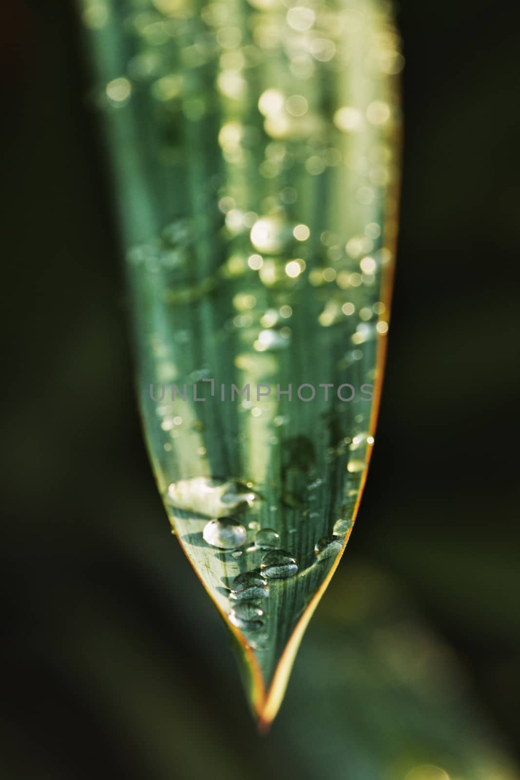 Water drops on a leaf, the shape of drops are highlighted by the sun, reflections effect ,selective focus , vertical composition ,