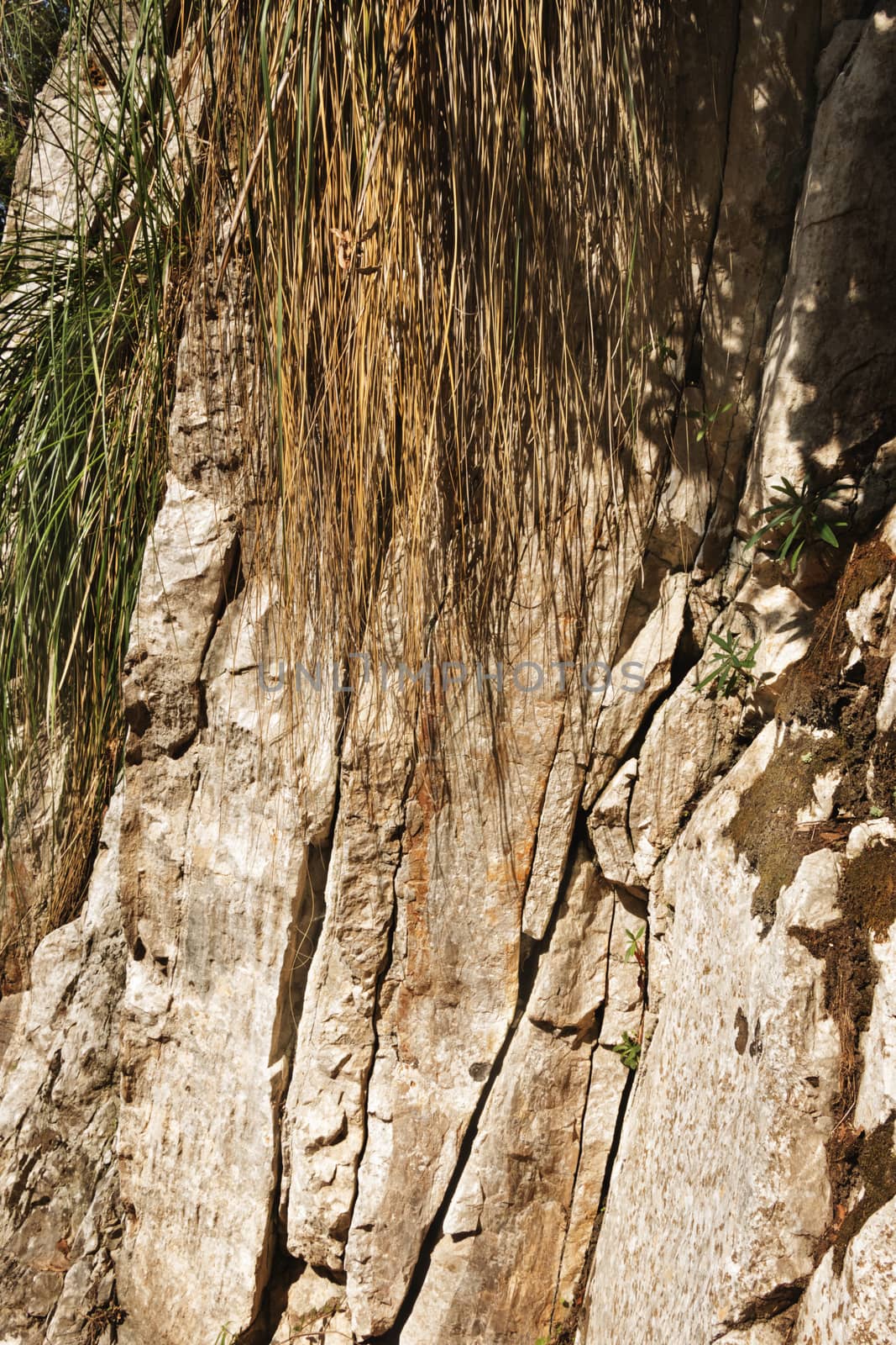 Fantastic rock mountain section , several green plants grow between the rock wall ,vertical composition , saturated colors
