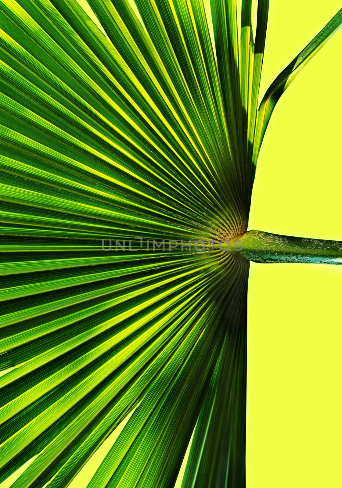  Palm leaf against a colored background , high contrast , vertical composition ,graphic effect