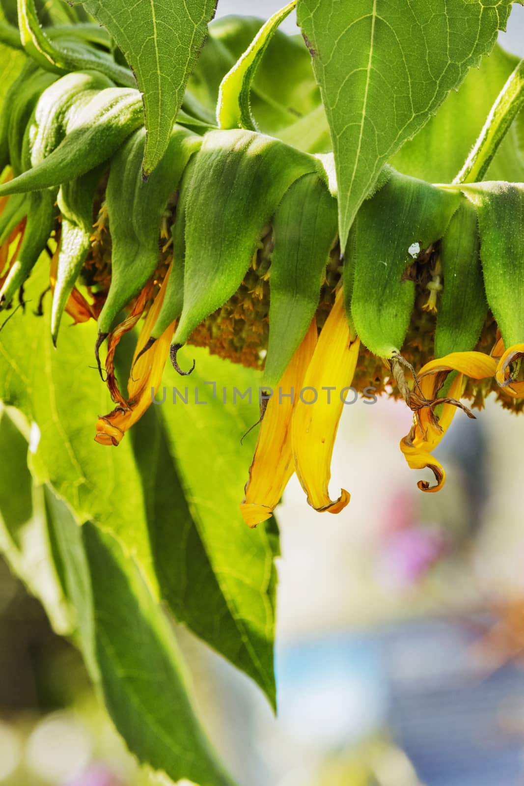 A section of a sunflower with bright yellow-green colors , vertical composition ,selective focus ,leaves surround the flower head