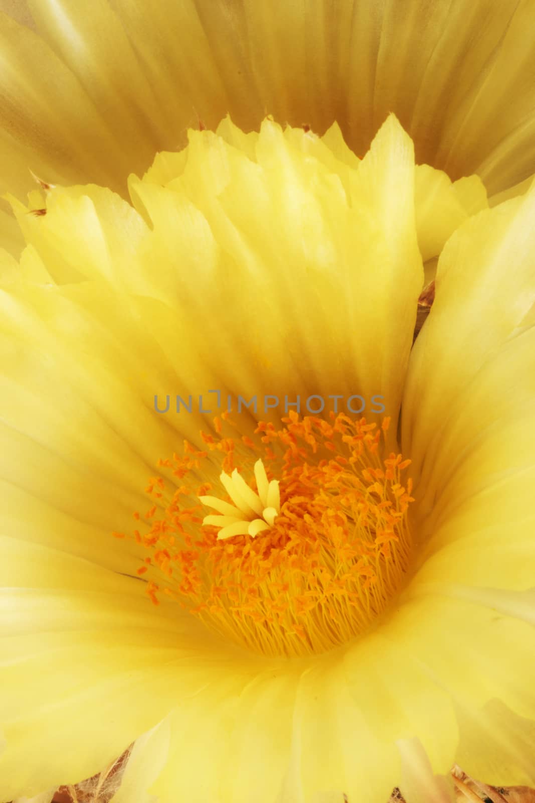 Yellow  cactus flowers detail ,macrophotography ,vertical composition ,orange stamens bring out in the yellow color composition