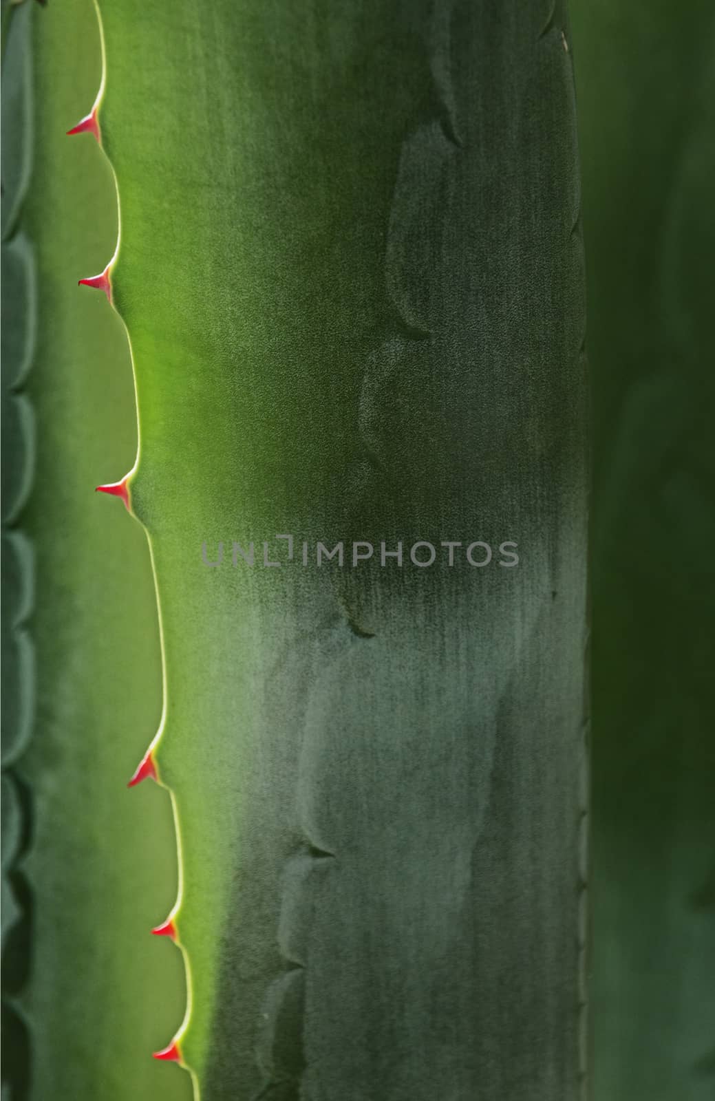 Blue -green agave leaves ,beautiful sharp red thorns  ,vertical composition , high contrast ,graphic effect