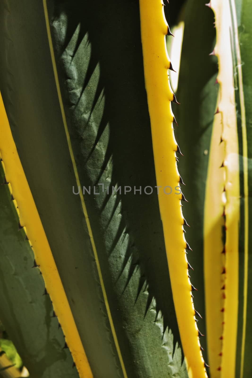Impressive american agave ,sentry plant , long green leaves with red thorns an yellow margin ,selective focus ,vertical composition ,diagonal lines , saturated colors , high contrast , funny shadows