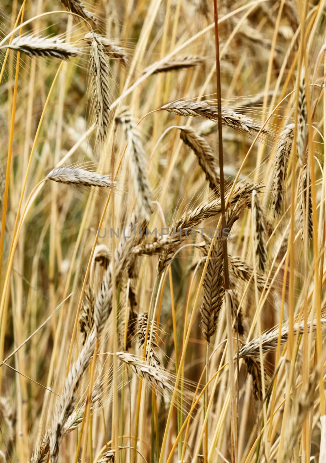 Beautiful rye field close up ,spikelets and stems crossing ,bright golden colors ,vertical composition