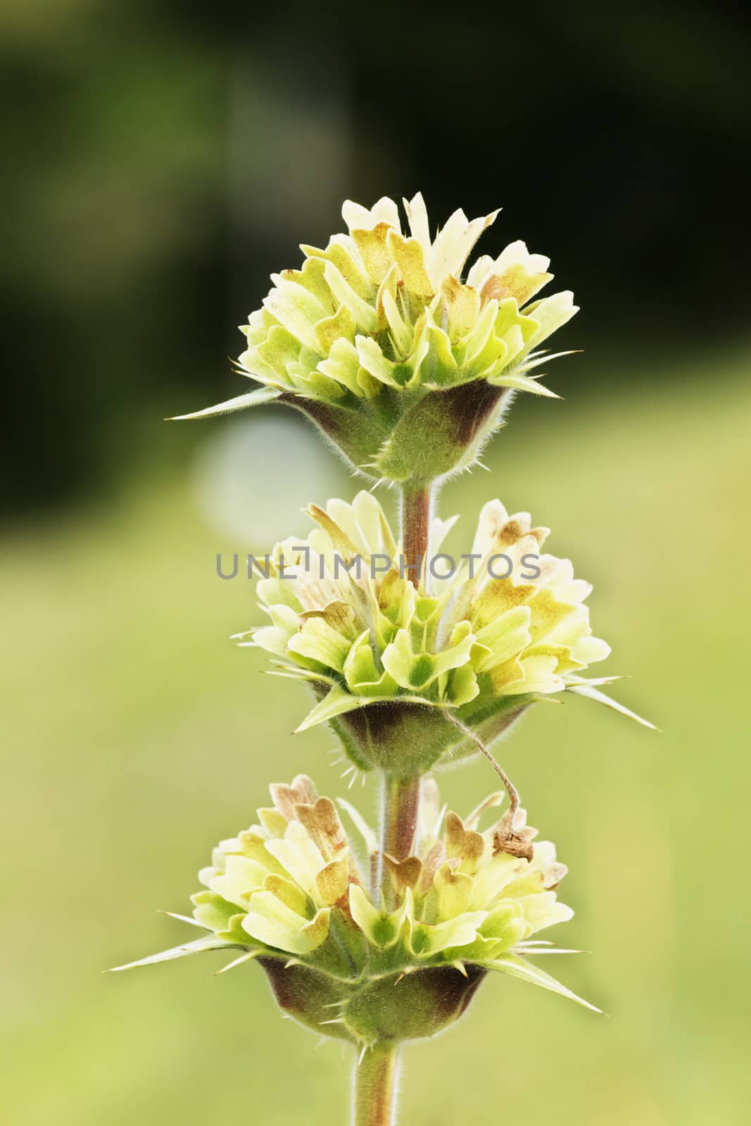 A bright morina longifolia (whorlflower ),  a thin stem with small  flowers , nice light reflection  ,vertical composition , selective focus ,