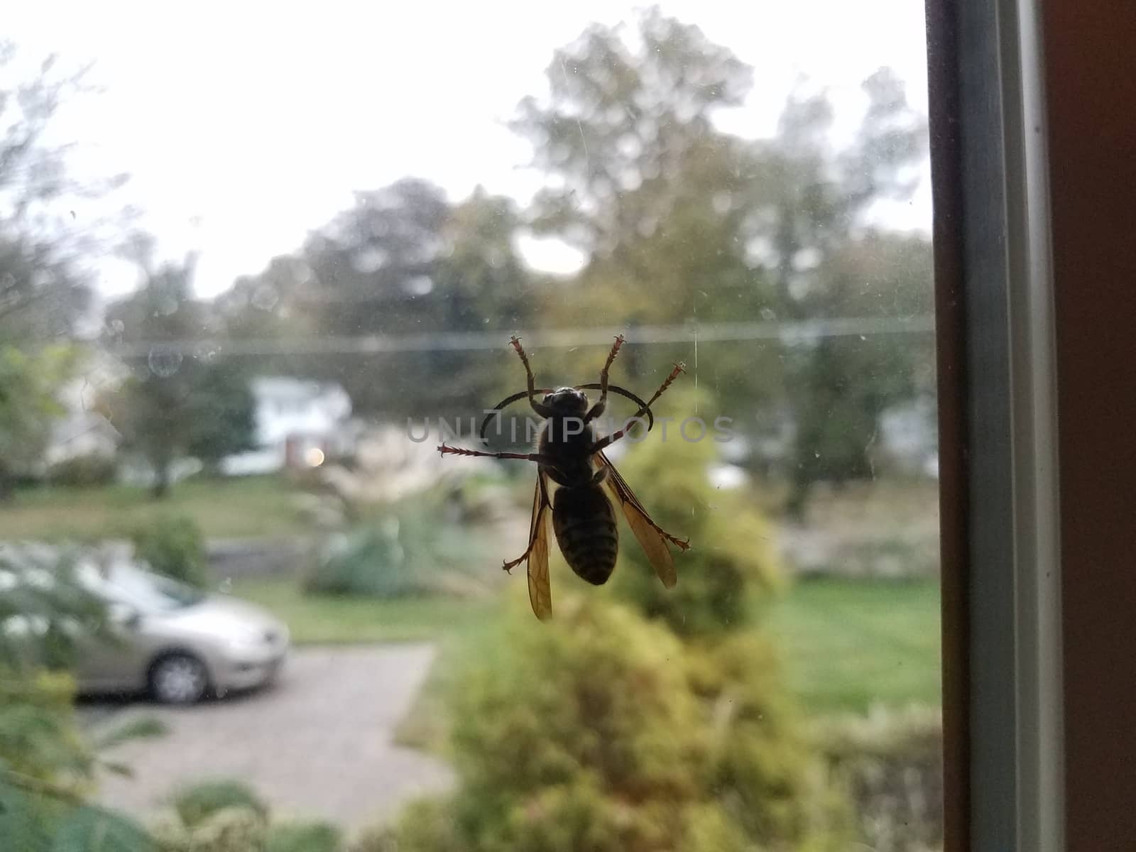 large wasp insect with wings on dirty window by stockphotofan1