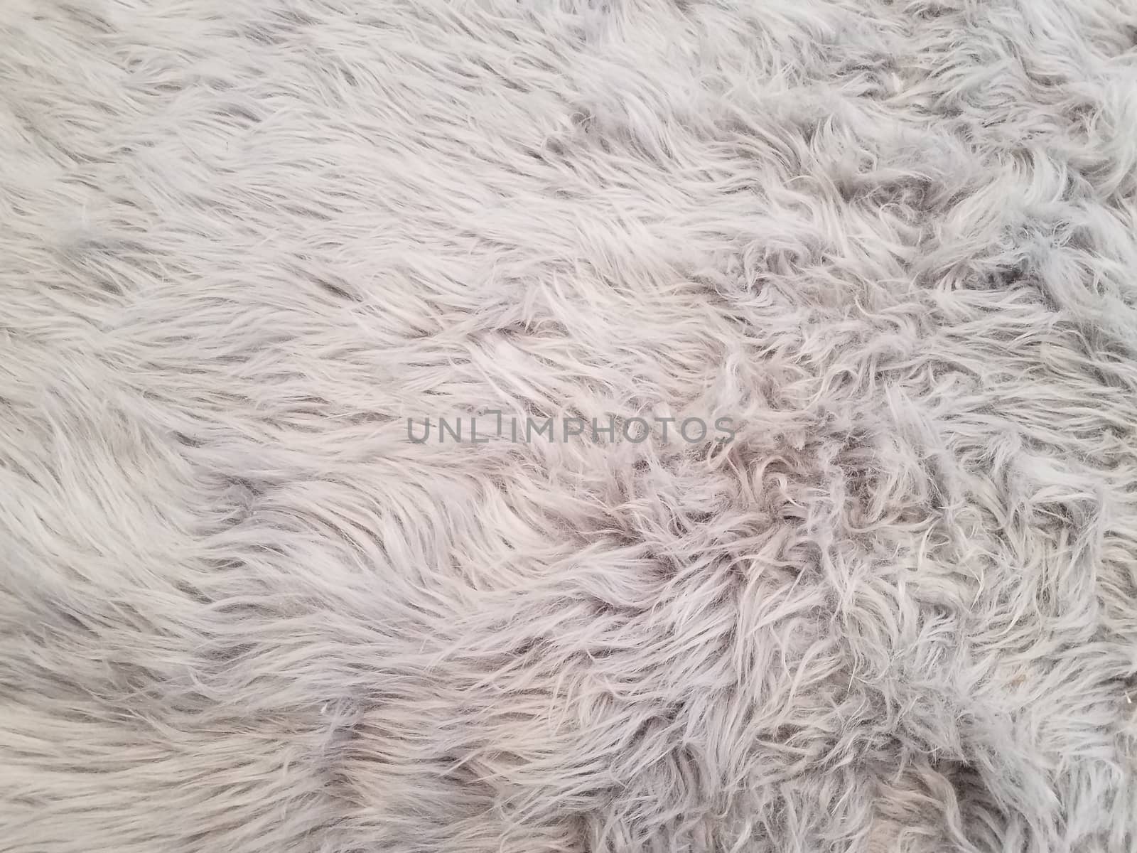 grey and white carpet or rug or dog hair by stockphotofan1