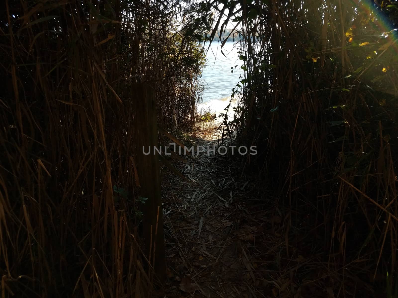 tall grass and path or trail down to the water at beach