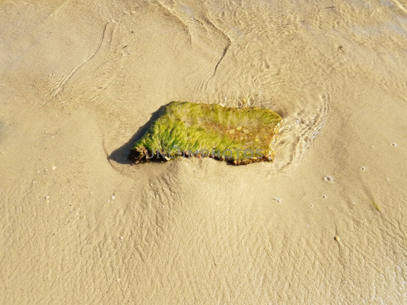 rock or stone with green algae or seaweed plant in water