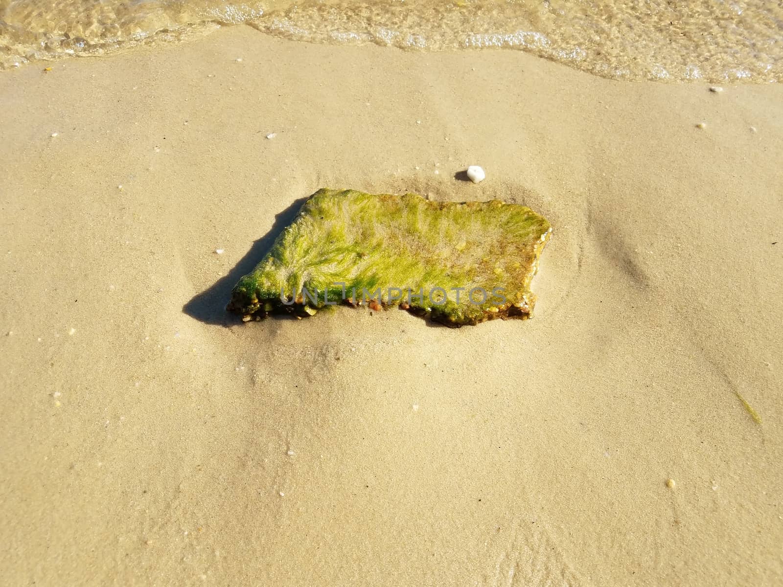 rock or stone with green algae or seaweed plant in water