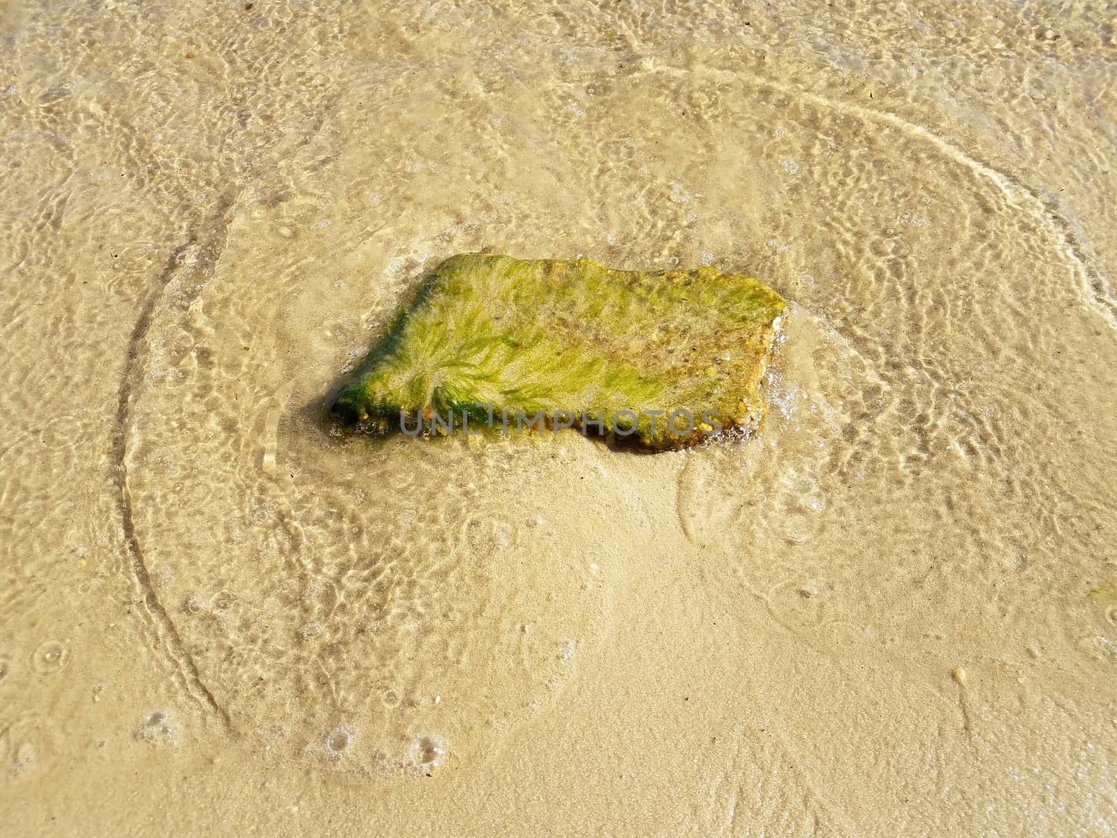 rock or stone with green algae or seaweed plant in water