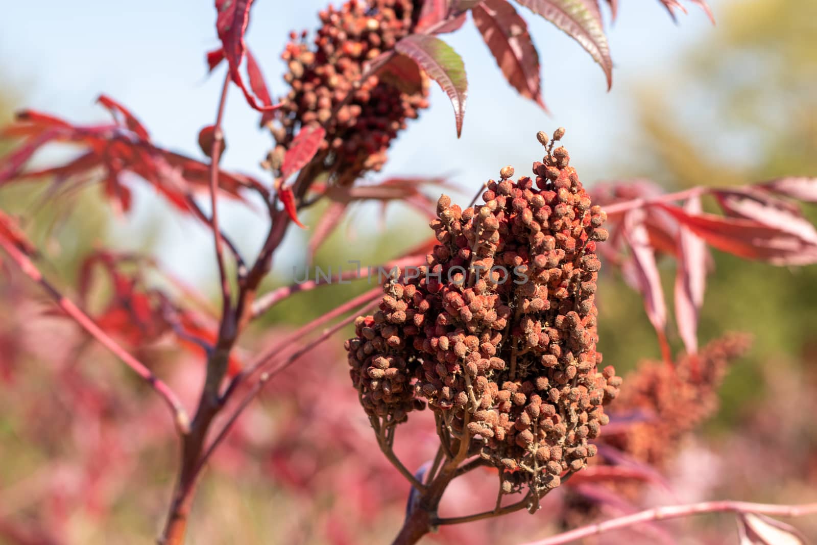 Bright Red Autumn Leafs and seed pods on tree branch . High quality photo