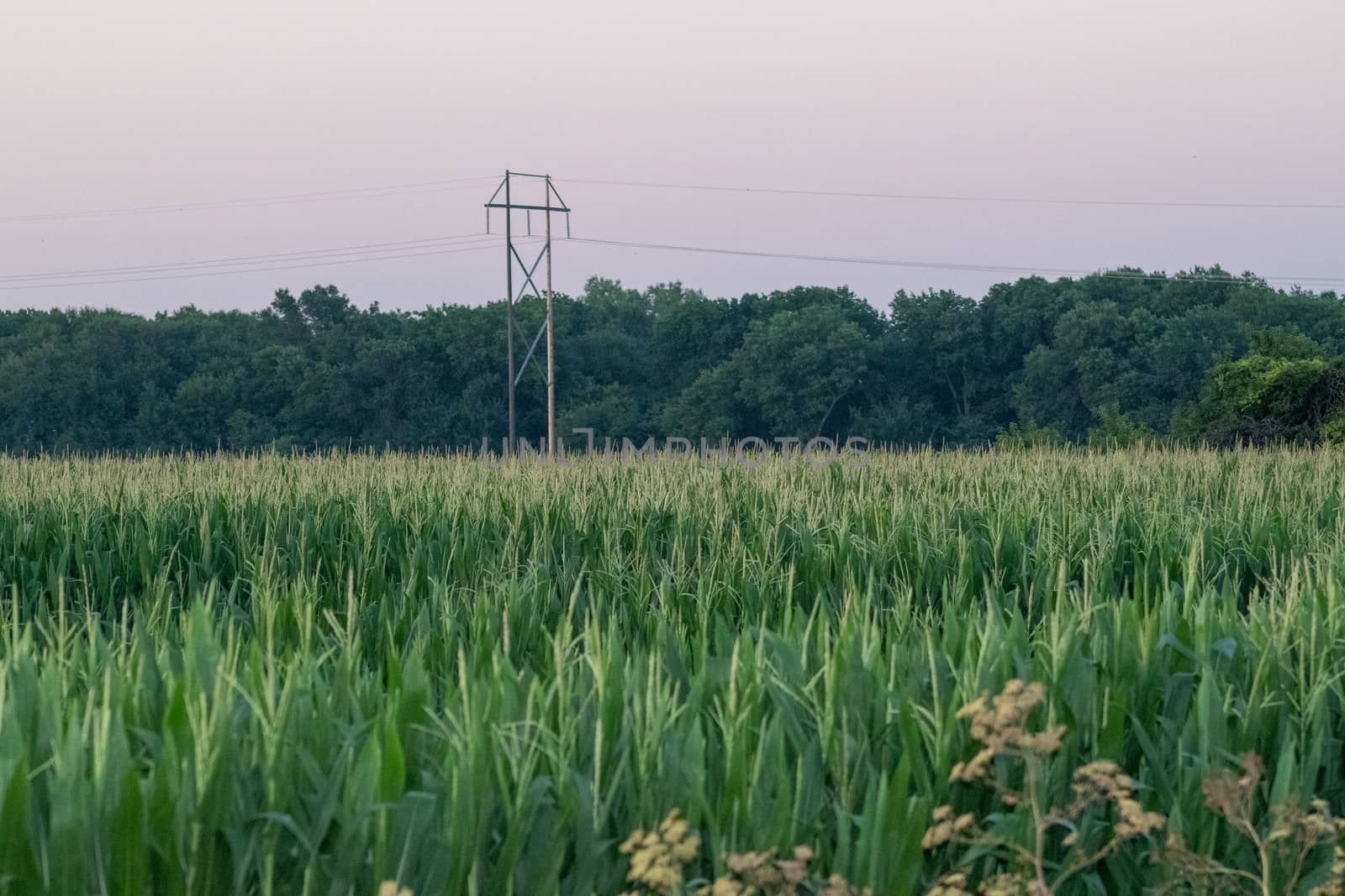 Nebraska Corn Field in the Summer time . High quality photo