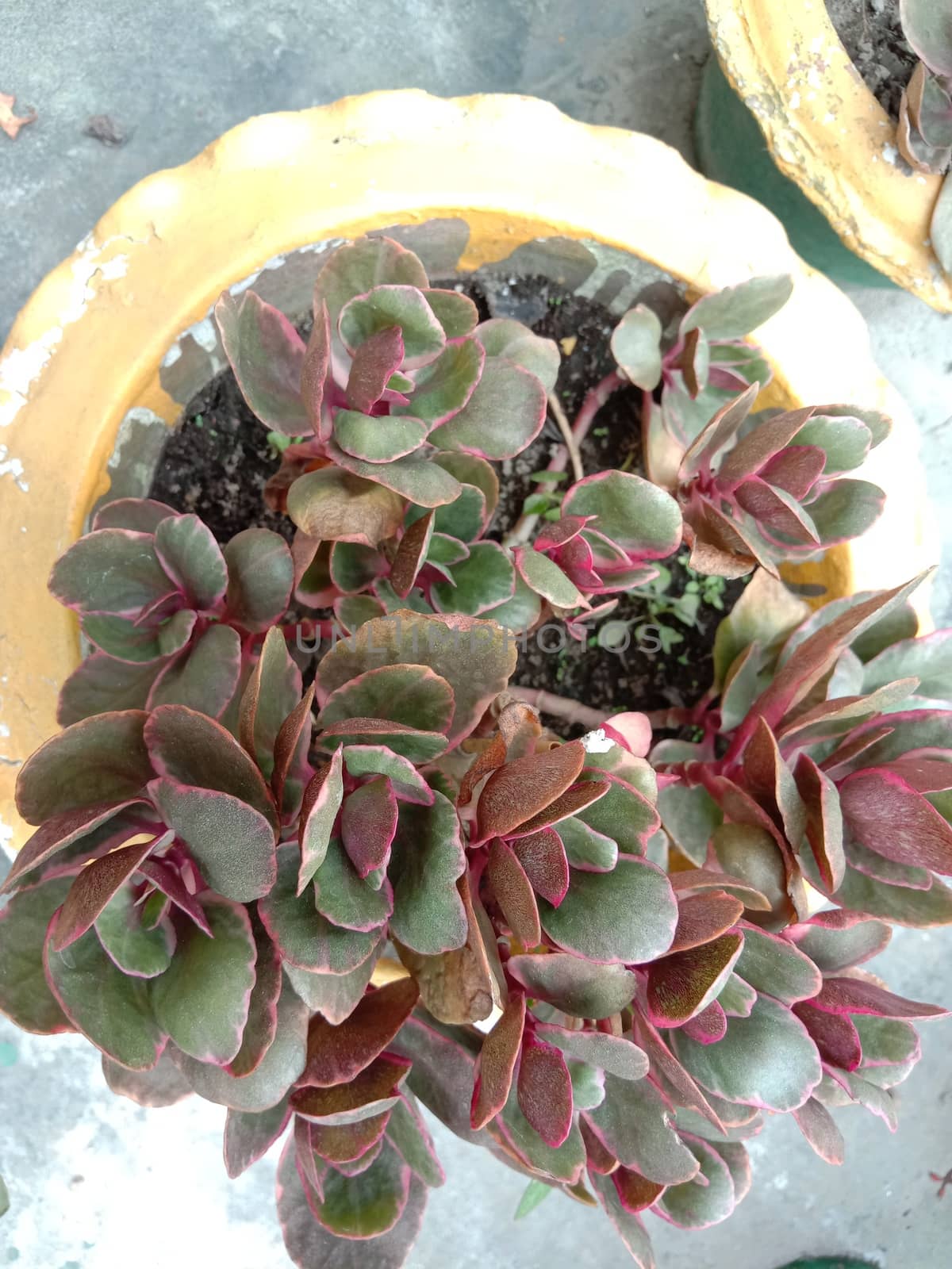 green and red colored leaf closeup on pot in garden