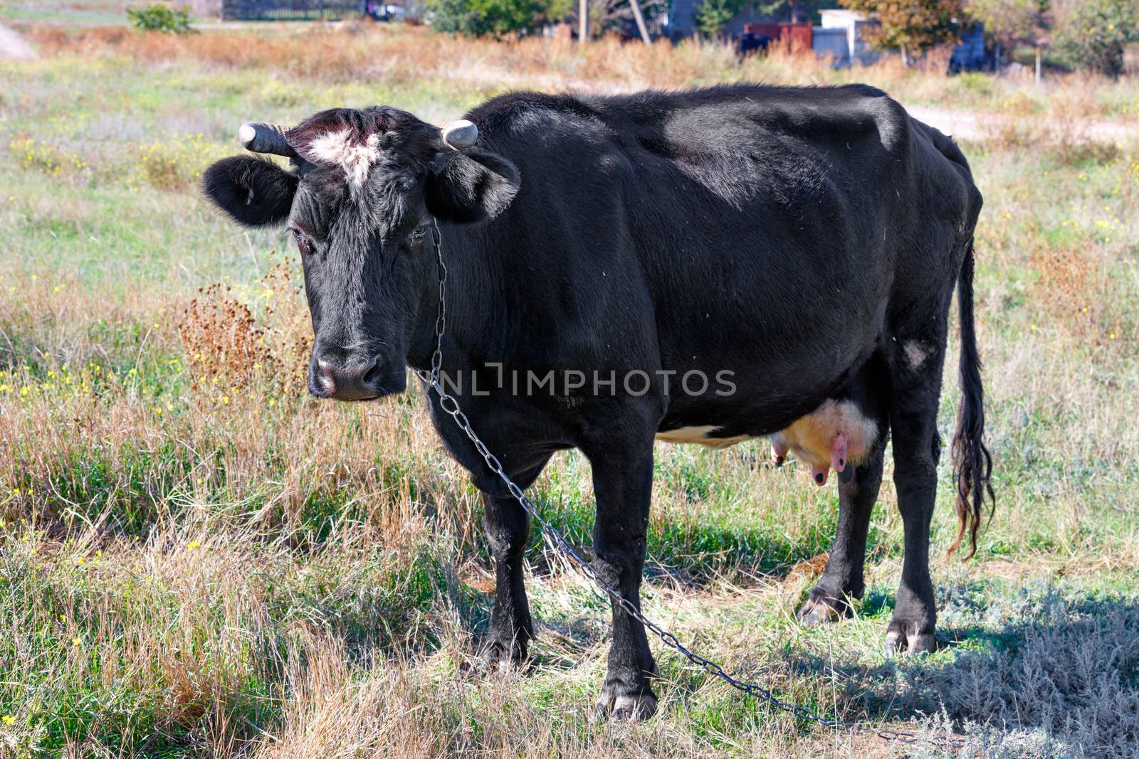 A black cow with a chain around its neck stands and looks forward at a ranch in a field on a bright sunny day.