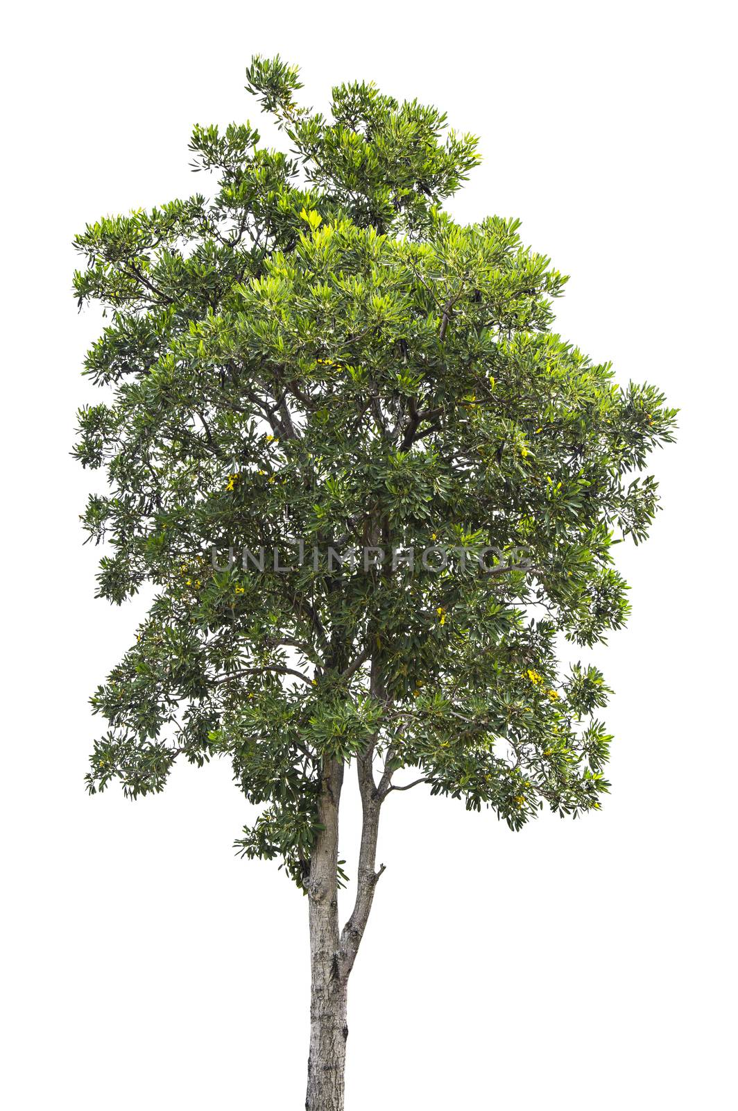 Beautiful green tree isolated on white background.