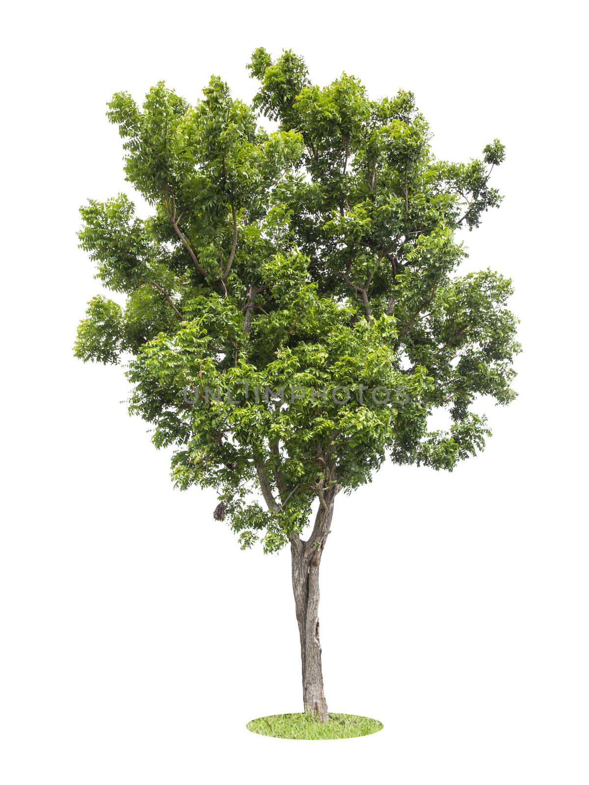 Beautiful green tree isolated on white background.