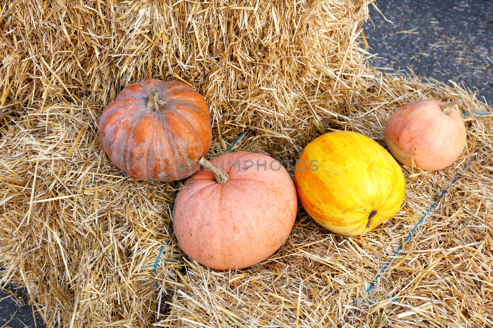 Several large orange pumpkins lie on straw bales during the harvest festival outside in the afternoon.