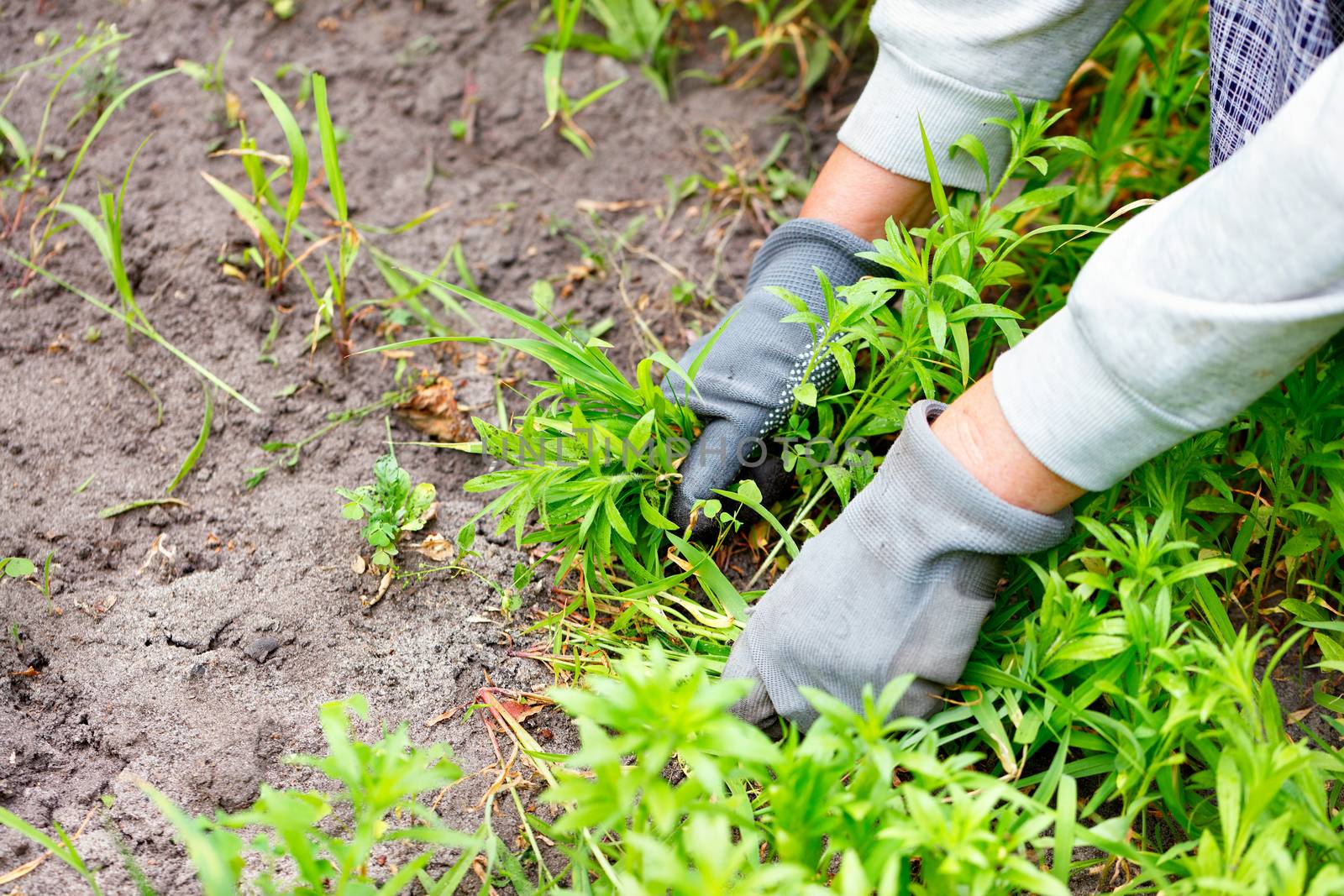 A farmer's hands with gloves weed the garden and remove the weeds. by Sergii