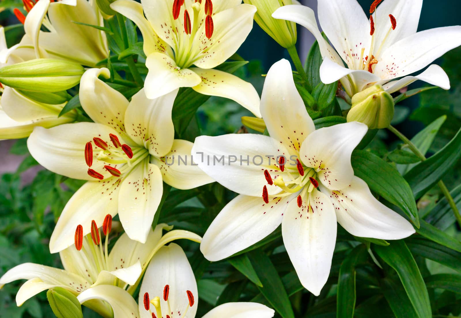 Blooming bush of large beautiful flowers of a white lily with bright orange stamens on a dark green background of blurred leaves, close-up, selective focus.