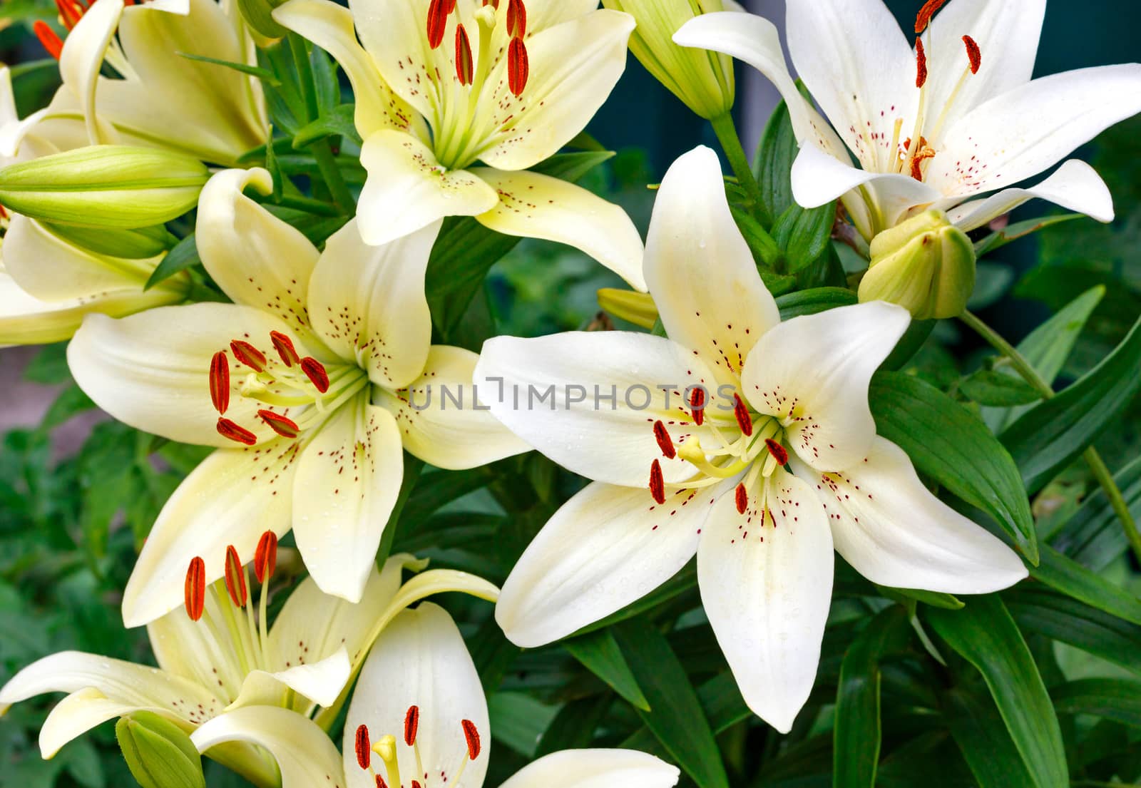 Large flowers of a white lily on a dark green background, selective focus. by Sergii