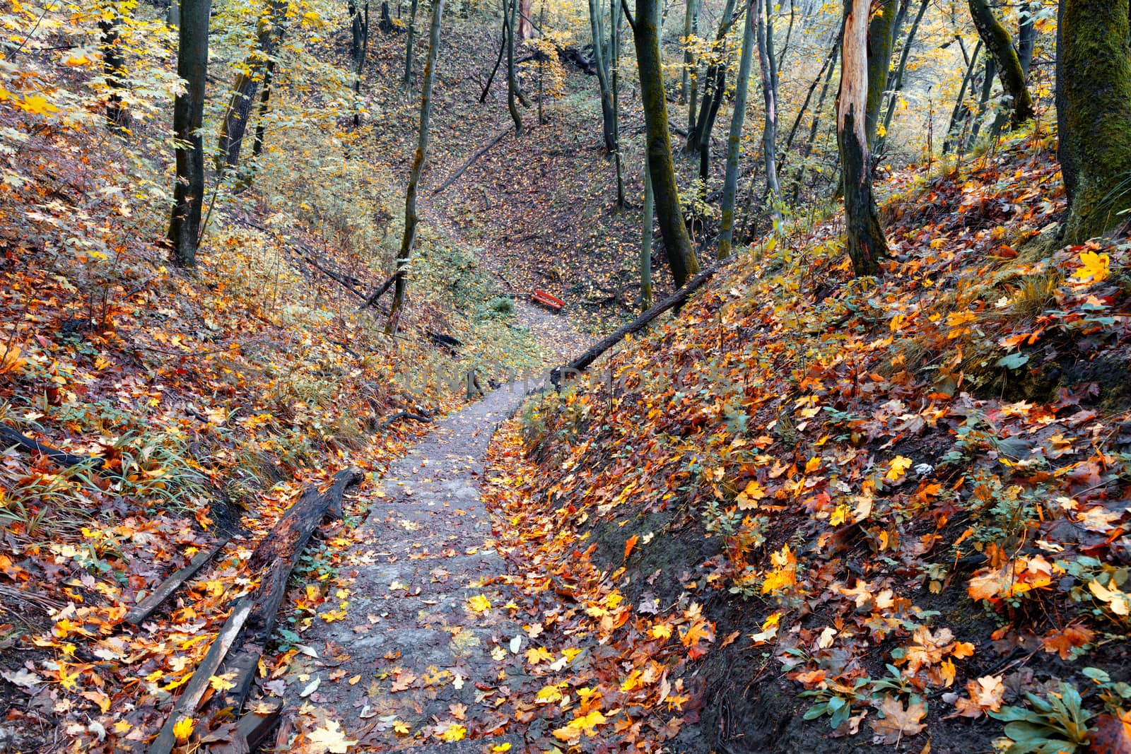 Autumn forest. An old stone trail, strewn with fallen leaves, descends from the hill.