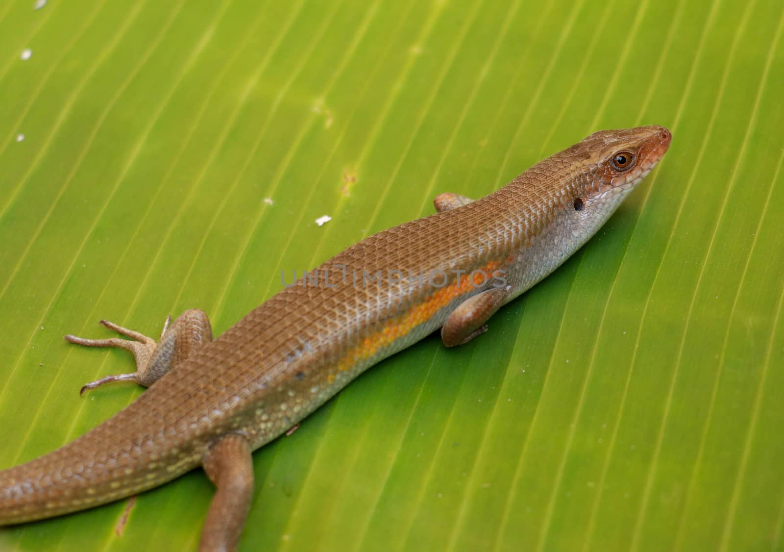 East Indian Brown Skin, Many-lined Sun Skink, or Common Sun Skink, while the scientific name, Eutropis multifasciata, East Indian Brown Skink in the wild. Lizards on green leave. Nature background by Sanatana2008