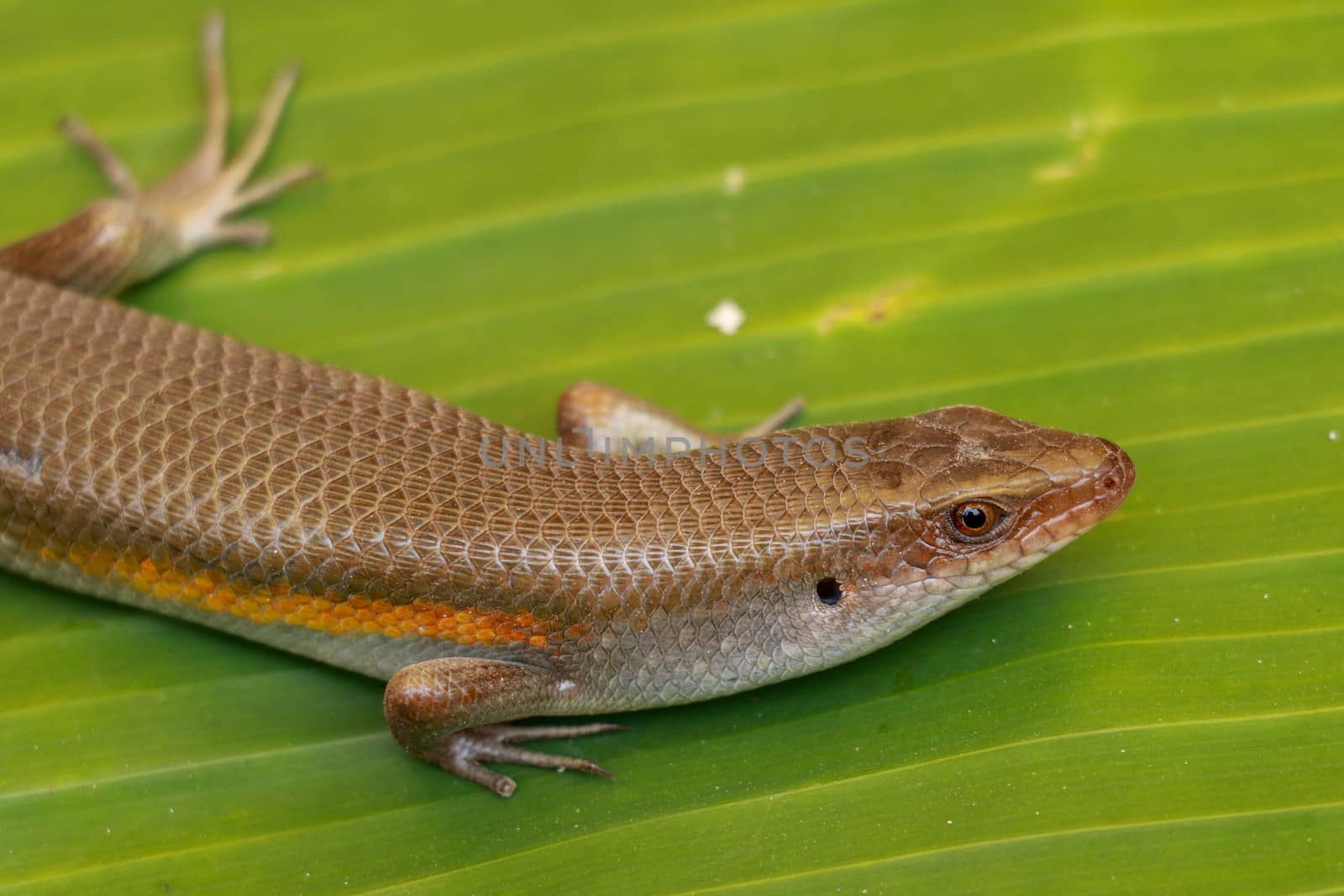 close up of Eutropis multifasciata balinensis, Bali Skink outdoor, wildlife.