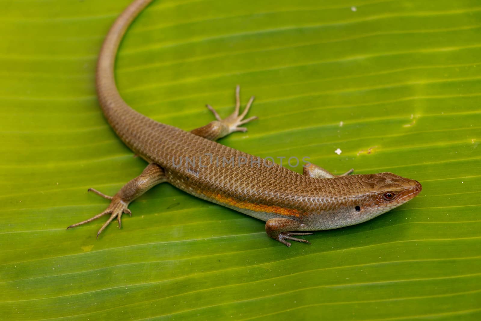 East Indian Brown Skin, Many-lined Sun Skink, or Common Sun Skink, while the scientific name, Eutropis multifasciata, East Indian Brown Skink in the wild. Lizards on green leave. Nature background by Sanatana2008