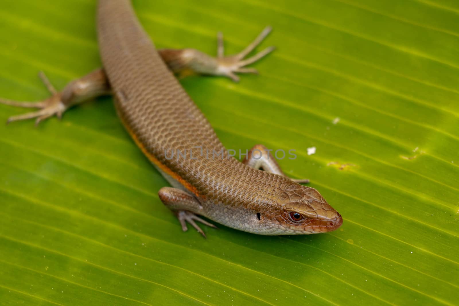 close up of Eutropis multifasciata balinensis, Bali Skink outdoor, wildlife.