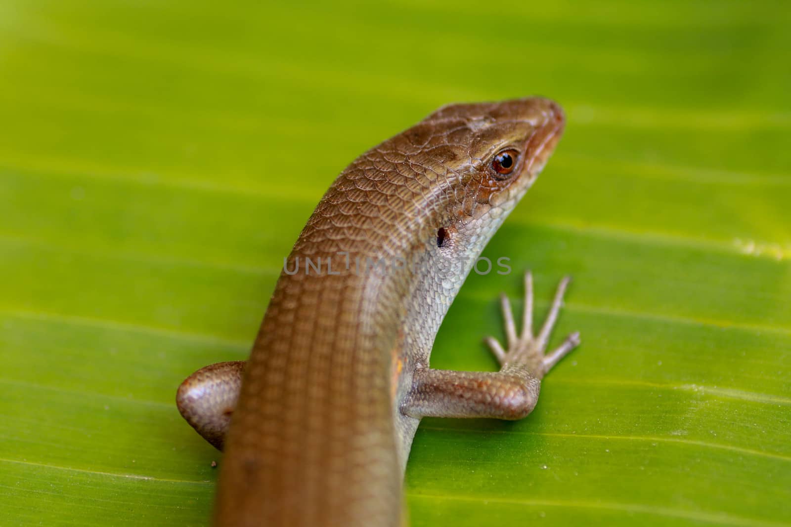 East Indian Brown Skin, Many-lined Sun Skink, or Common Sun Skink, while the scientific name, Eutropis multifasciata, East Indian Brown Skink in the wild. Lizards on green leave. Nature background.