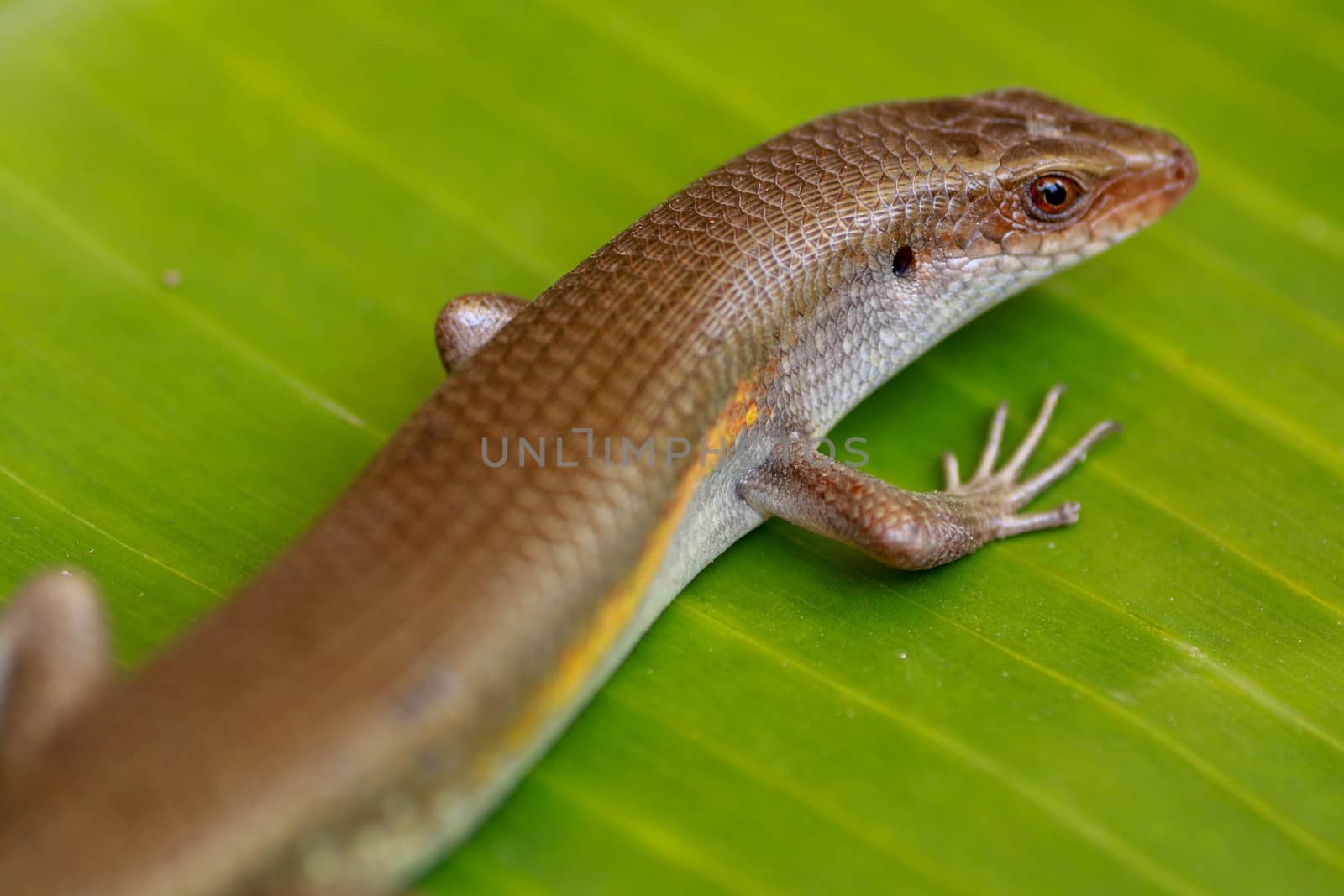 East Indian Brown Skin, Many-lined Sun Skink, or Common Sun Skink, while the scientific name, Eutropis multifasciata, East Indian Brown Skink in the wild. Lizards on green leave. Nature background by Sanatana2008