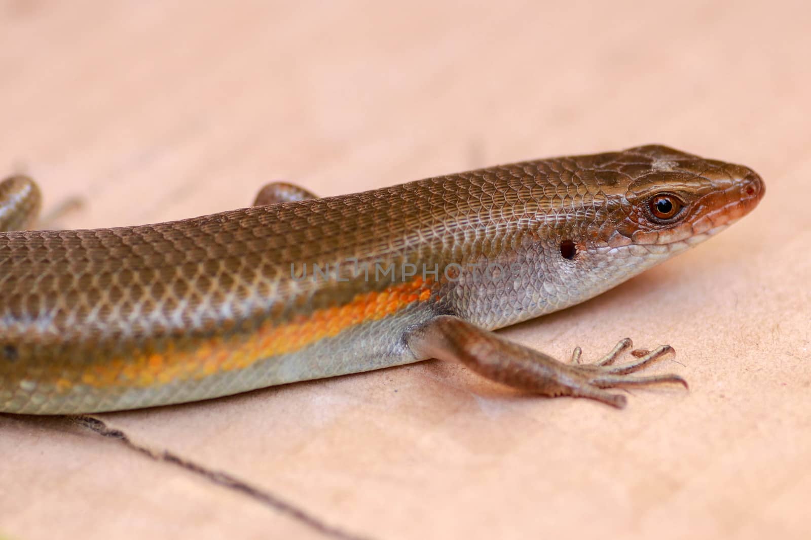 close up of a common sun skink on the ground in bali.