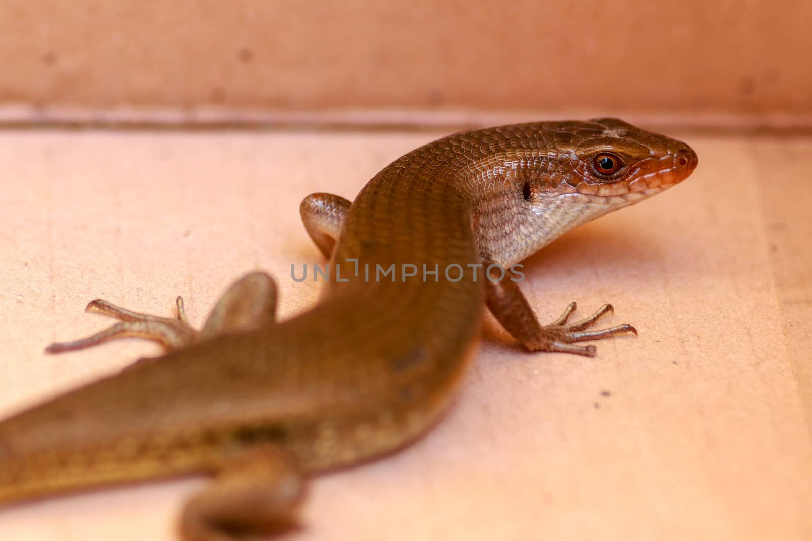 The Common Sun Skink are generally bronzey brown with various patterns: black stripes down the back, sides of the body may be blackish and underside of the head may be yellow.