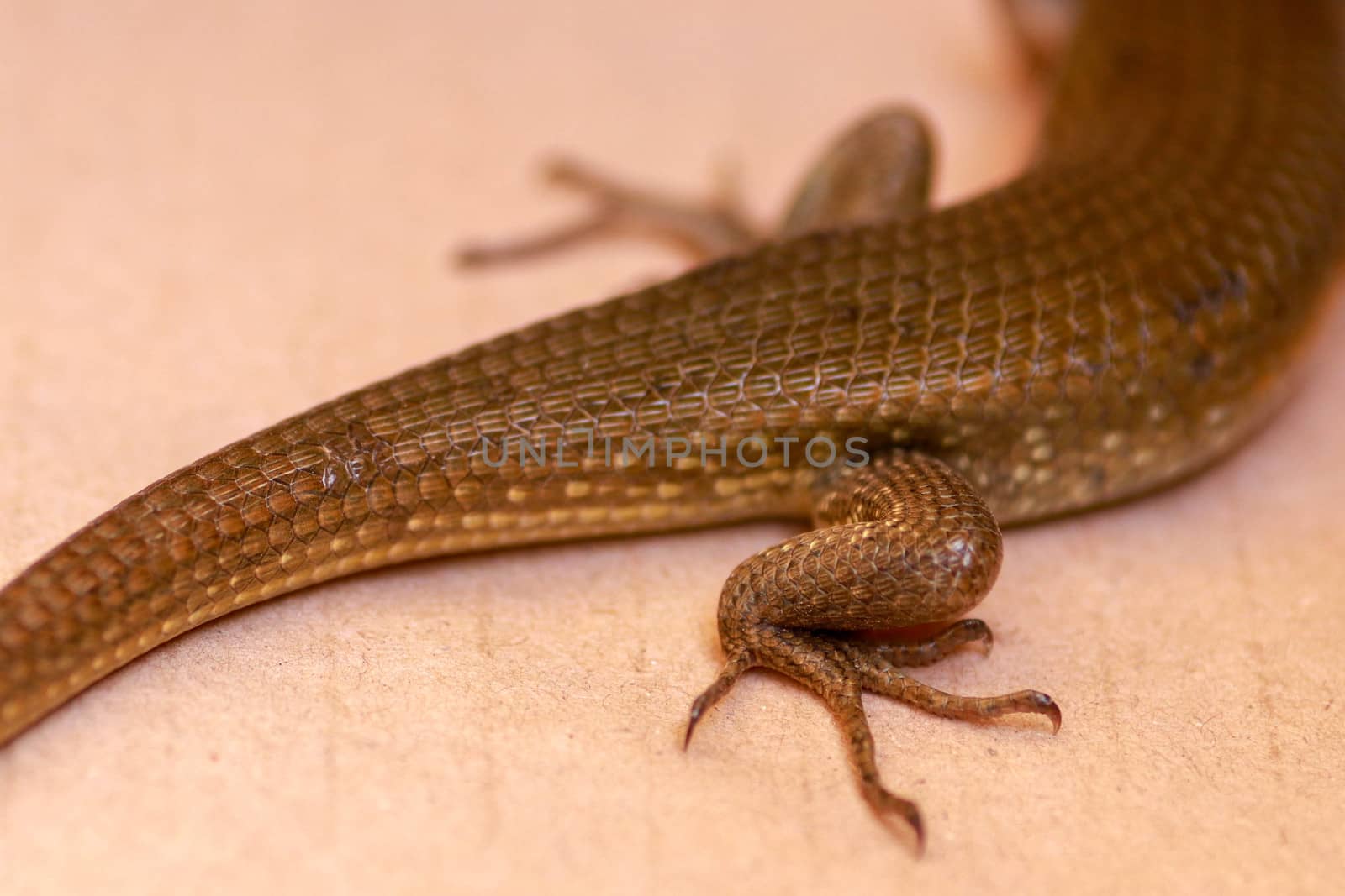 Close-up of hind legs with claws Eutropis multifasciata. East Indian brown mabuya, many-lined sun skink, many-striped skink, common sun skink, four legged reptile commonly known as East Indian brown mabuya.