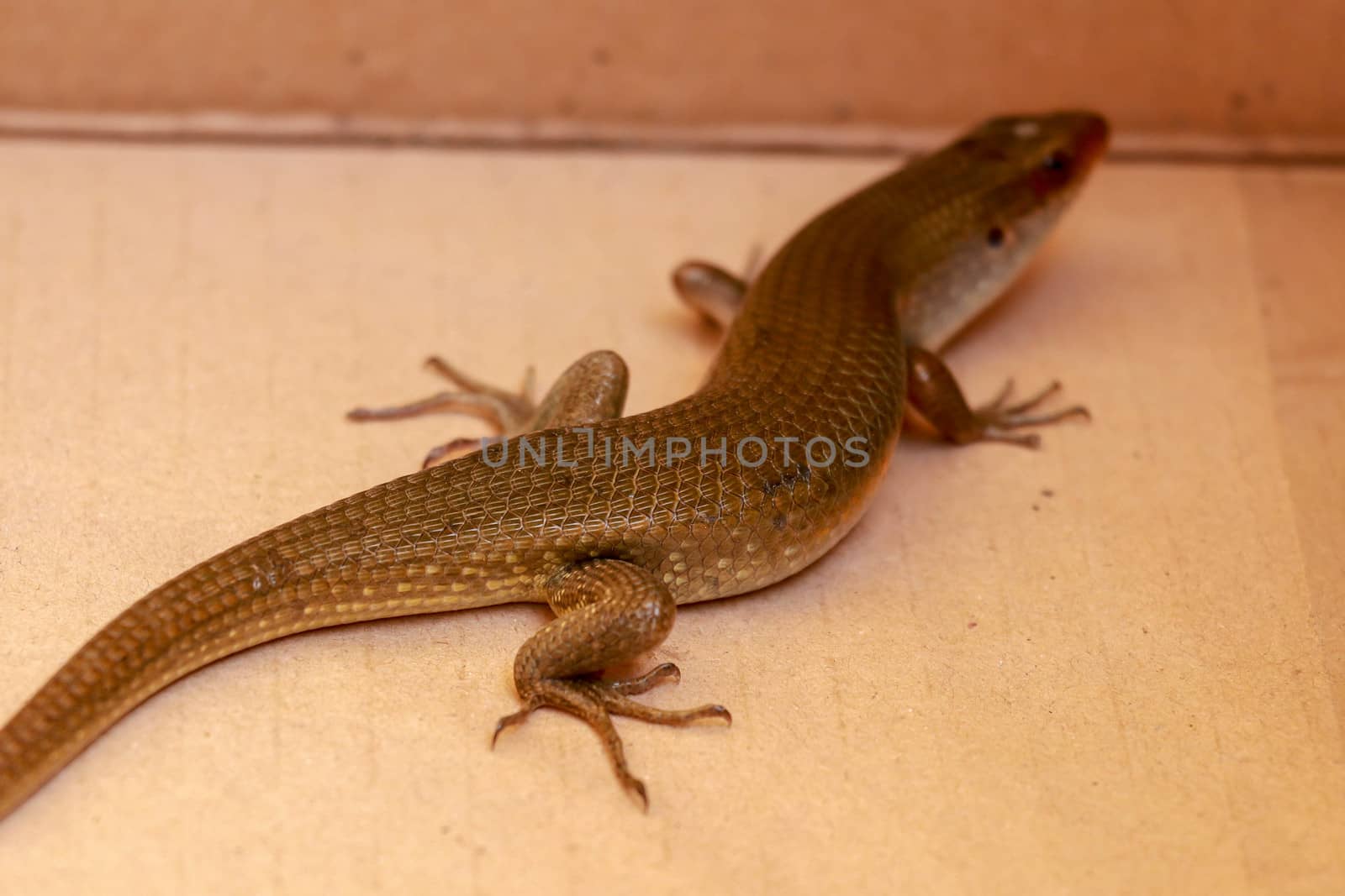 The Common Sun Skink are generally bronzey brown with various patterns: black stripes down the back, sides of the body may be blackish and underside of the head may be yellow.